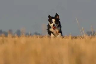 边境牧羊犬，猎狗，原野，夏天