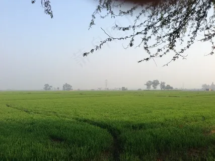 绿地，草原，景观，荒野，风景
