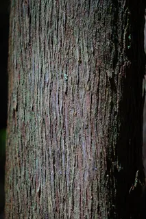 部落,日志,树希思,埃里卡·阿博雷亚,希瑟·埃里卡 部落,日志,树希思,埃里卡·阿博雷亚,希瑟·埃里卡