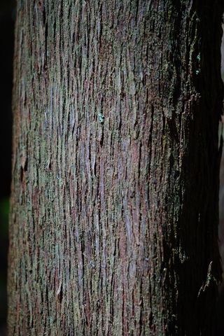 部落，日志，树希思，埃里卡·阿博雷亚，希瑟·埃里卡