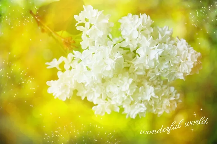 丁香，白色，开花，盛开，字体，贺卡