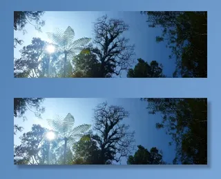 森林，热带，印度尼西亚，自然，丛林，亚洲，野生