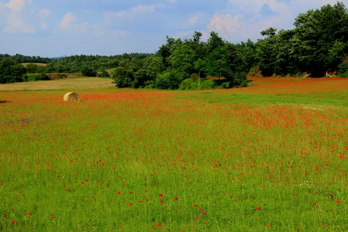 罂粟，田野，景观，农村，春天，托斯卡纳