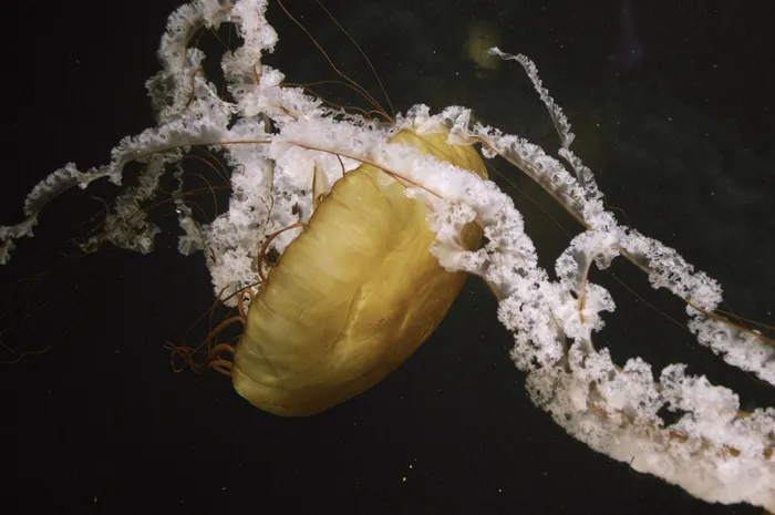 水母，自然，动物，野生动物，动物园，水族馆