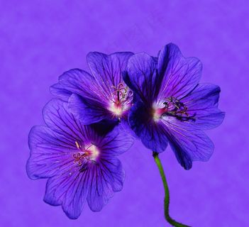 花，鲜花，蓝色，关闭，颜色，背光