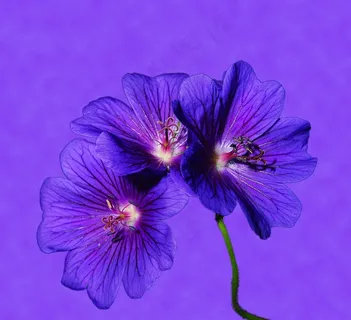 花，鲜花，蓝色，关闭，颜色，背光