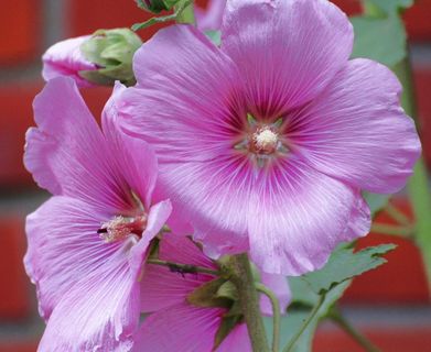 股票玫瑰，小玫瑰，Alcea Rosea，Althaea Rosea