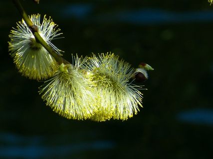 猫柳，棕榈小猫，春天，植物，自然