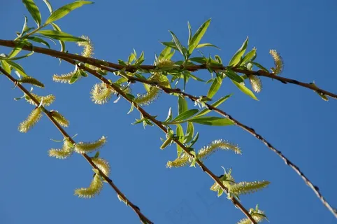 树枝，树，春天，自然