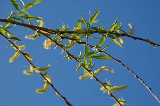 树枝，树，春天，自然