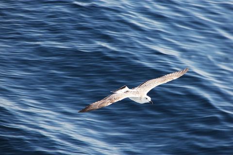 海鸥，飞行，海，飞，鸟，水禽，在飞行中