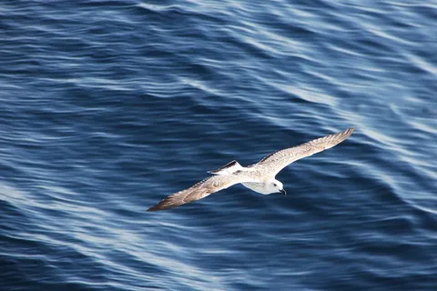 海鸥，飞行，海，飞，鸟，水禽，在飞行中