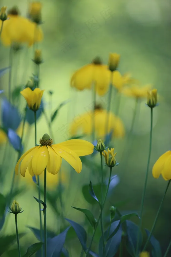 高帽，黄金菊Nitida，花，花园，自然