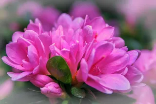 杜鹃花，杜鹃花，麒麟，粉红色，植物，植物群