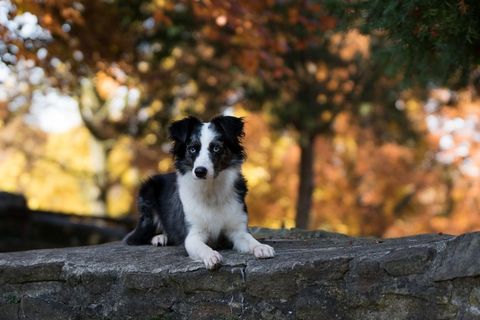 迷你澳大利亚牧羊犬，狗，墙，说谎