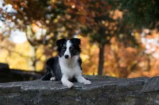 迷你澳大利亚牧羊犬，狗，墙，说谎