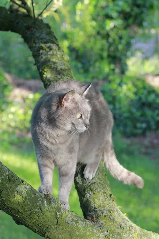 猫，夏天，猫的，性质，树