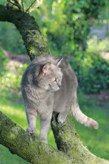猫,夏天,猫的,性质,树 猫,夏天,猫的,性质,树