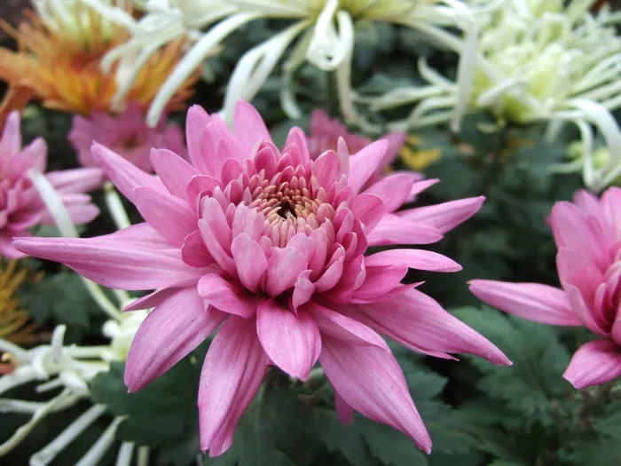 菊花，花卉，菊花展
