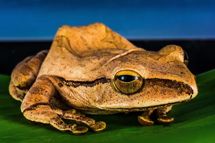 树蛙，阿努兰，青蛙，两栖类