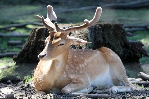 ir鹿，赫希动物园