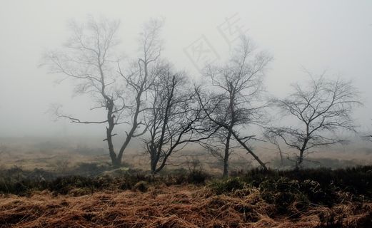 雾，秋，性质，植物，草地，心情，气氛