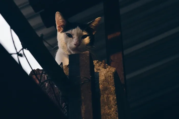 猫，宠物，动物，黑色，白色，毛皮，外面
