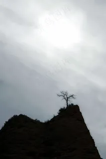黑色和白色,树,Soledad,太阳,雾,气氛 黑色和白色,树,Soledad,太阳,雾,气氛