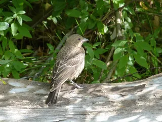 鸟，羽毛，动物，自然，特写，坐