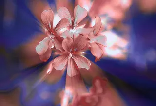 鲜花，一小束天竺葵