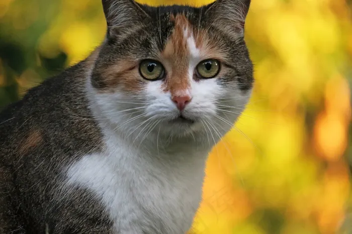 猫，幸运猫，三色