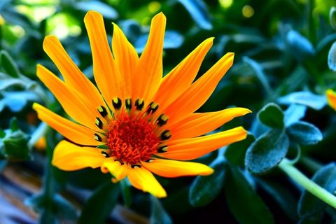 花，正午的阳光，自然