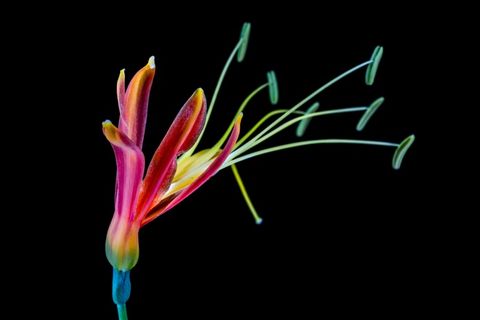 花，开花，绽放，多彩，冷色