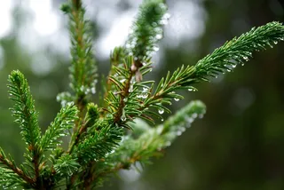 杉木，露水，水滴，分