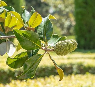 浆果，水果，灌木，树，花园，花坛，绿色