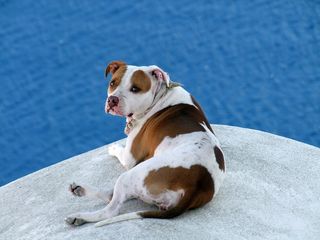 狗在屋顶上，棕色，白色，斑点的毛皮，舒适