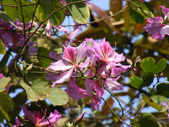 开花，开花，树，花，枝杈，花的