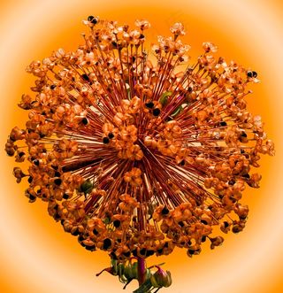 观赏洋葱，花，开花，种子