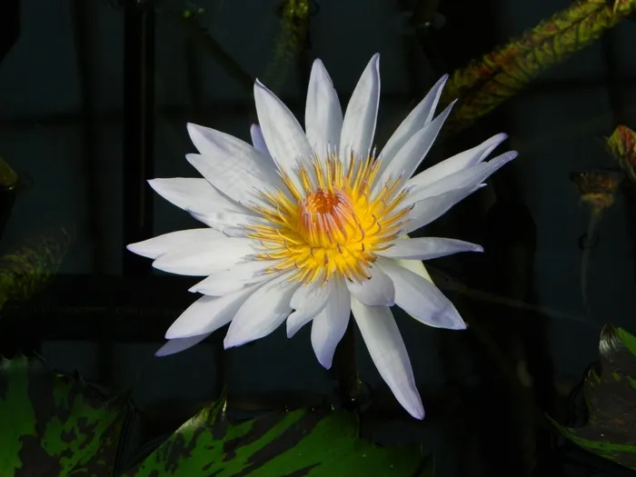 睡莲，植物区系，水生，花，性质，植物，百合