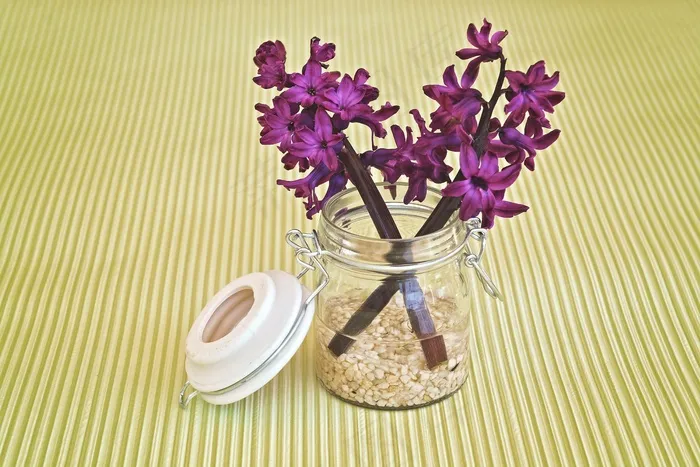 风信子，花，鲜花，紫，玻璃
