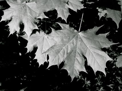 枫，叶子，森林，绿色，树，植物，自然