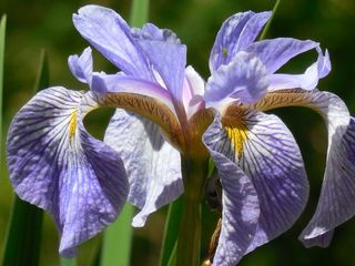 鸢尾花，花，性质，花的，春天，花瓣，黄色