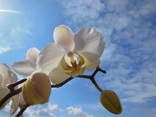 兰花，蝴蝶兰盛开，夏天，蓝蓝的天空