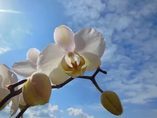 兰花，蝴蝶兰盛开，夏天，蓝蓝的天空