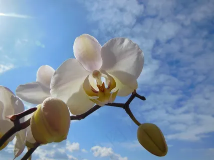 兰花,蝴蝶兰盛开,夏天,蓝蓝的天空 兰花,蝴蝶兰盛开,夏天,蓝蓝的天空