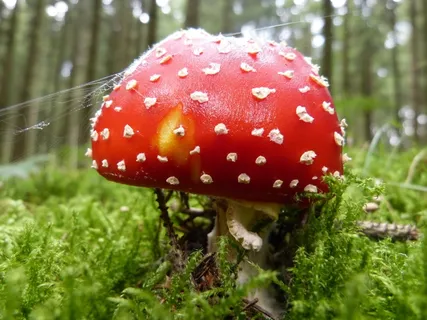 飞木耳,蘑菇,红色飞木耳,蘑菇,有毒 飞木耳,蘑菇,红色飞木耳,蘑菇,有毒