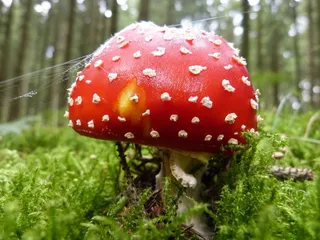 飞木耳，蘑菇，红色飞木耳，蘑菇，有毒