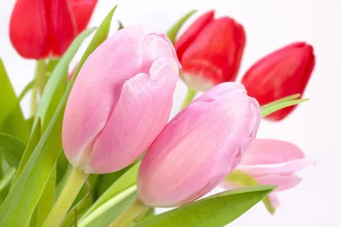 郁金香,花束,春天,性质,鲜花,schnittblume 郁金香,花束,春天,性质,鲜花,schnittblume