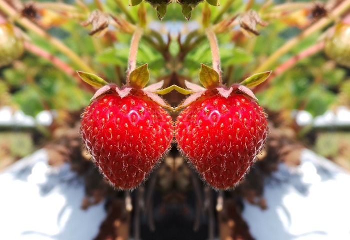 草莓，红色，美味，甜，水果，水果