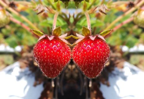 草莓，红色，美味，甜，水果，水果